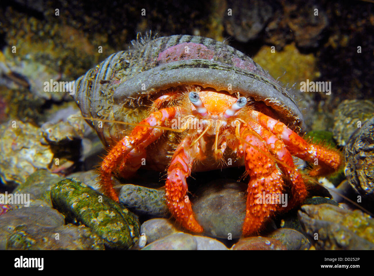 Hermit crab, Decapod crustaceans, Paguroidea Stock Photo