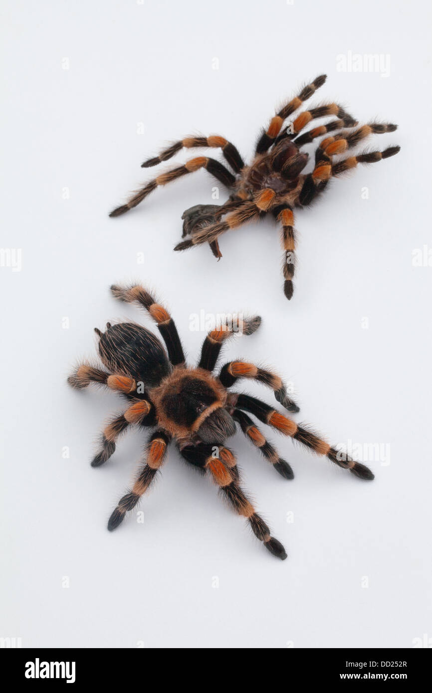 Mexican Red-kneed Tarantula Spider (Brachypelma smithi). Shed, moulted skin or exo-skeleton top, living spider below. Stock Photo