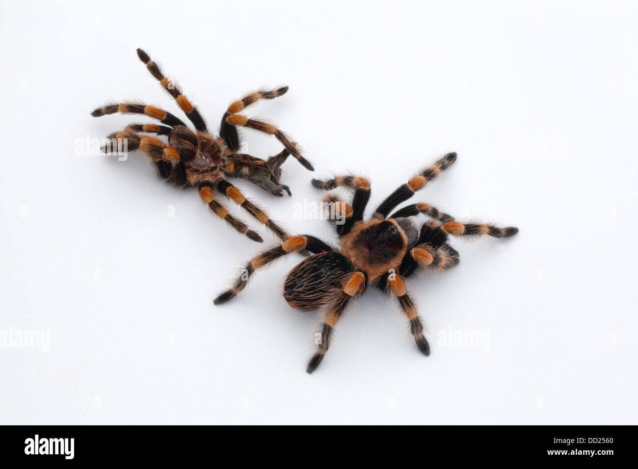 Mexican Red-kneed Tarantula Spider (Brachypelma smithi). Shed, moulted skin or exo-skeleton top, living spider below. Stock Photo