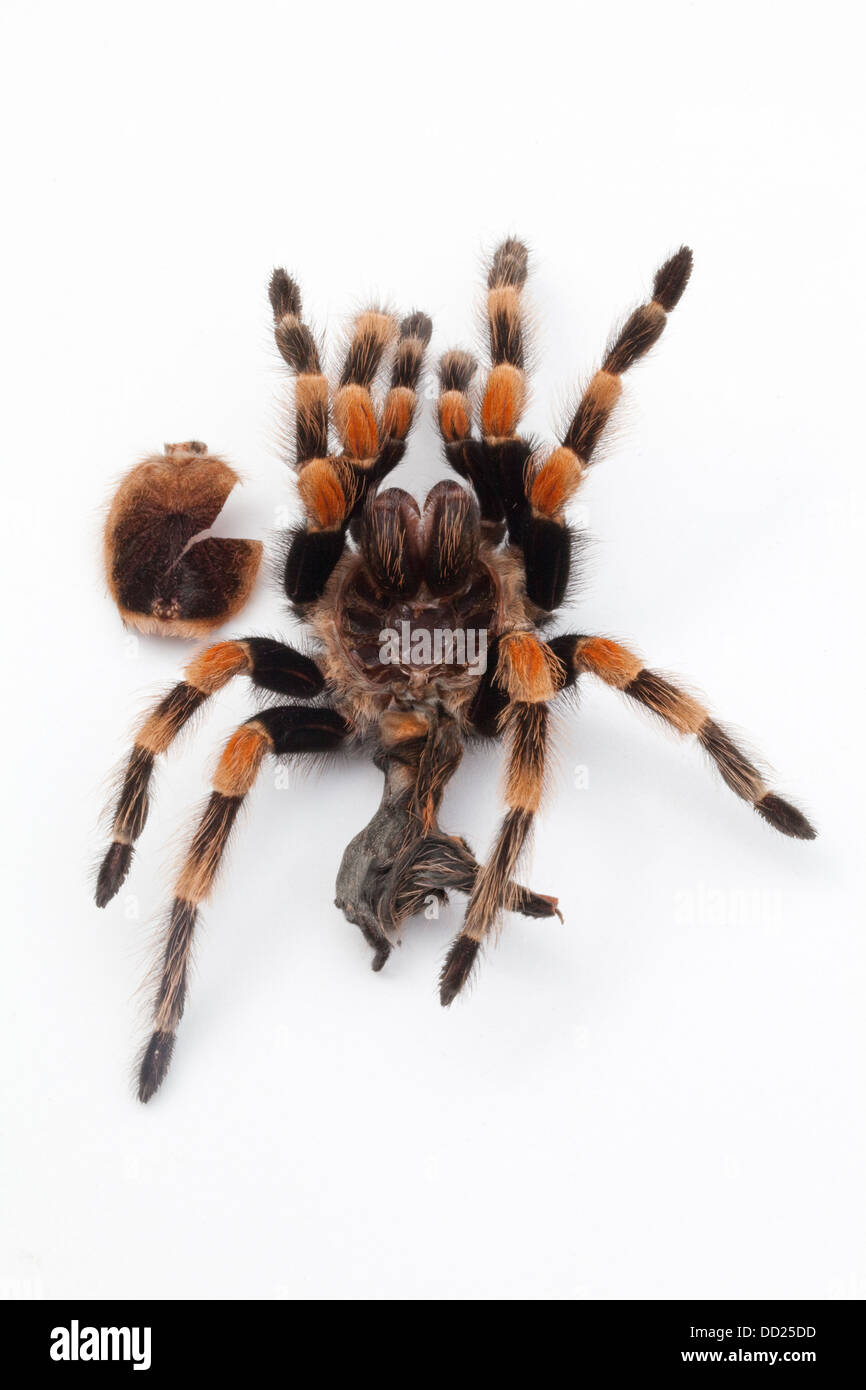 Mexican Red-kneed Tarantula Spider (Brachypelma smithi). Shed, moulted skin or exo-skeleton. Stock Photo