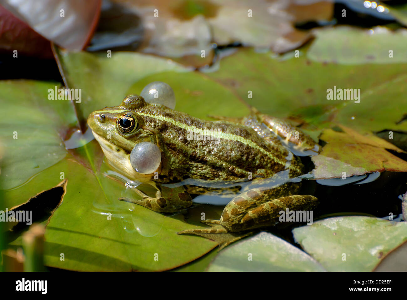 Levant water frog, Pelophylax bedriagae calling Stock Photo