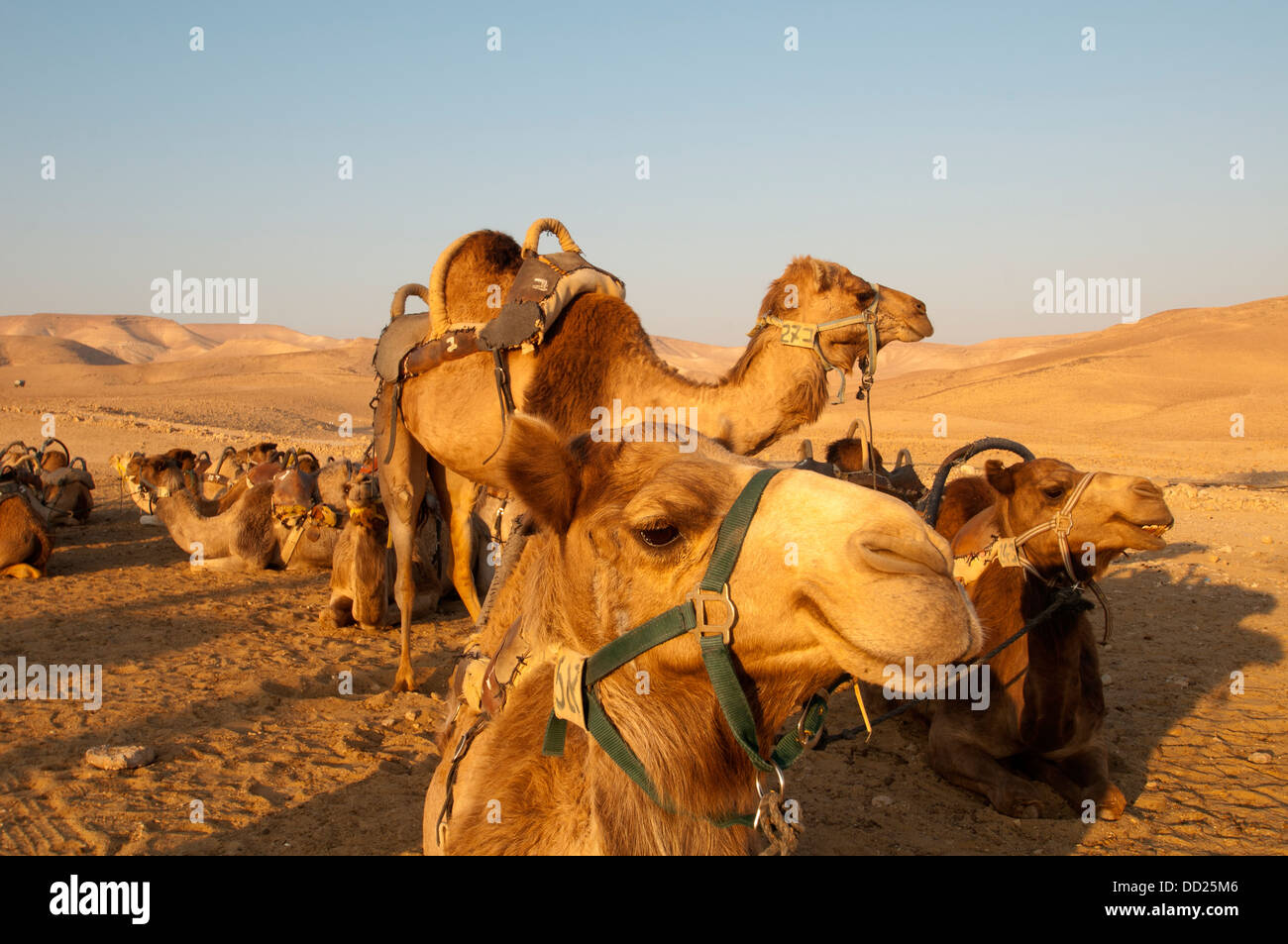 Camels Resting in the Desert, Israel Stock Photo - Alamy