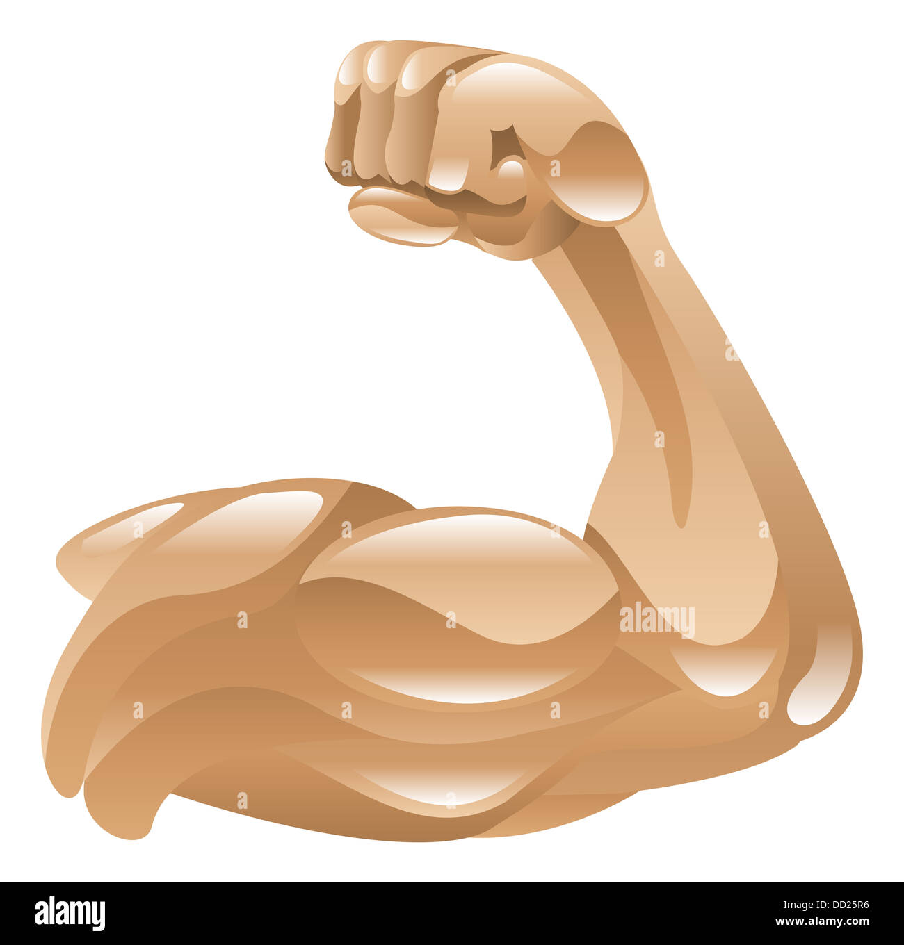 arm muscle clip art