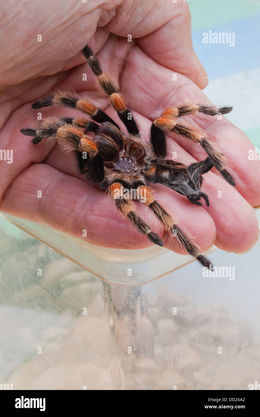 Mexican Red-kneed Tarantula Spider (Brachypelma smithi). Shed, moulted skin or exo-skeleton on the photographer's hand. Stock Photo