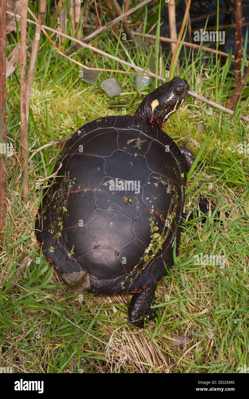 Midland Painted Turtle (Chrysemys picta marginata). Adult female. Distribution, northern Alabama