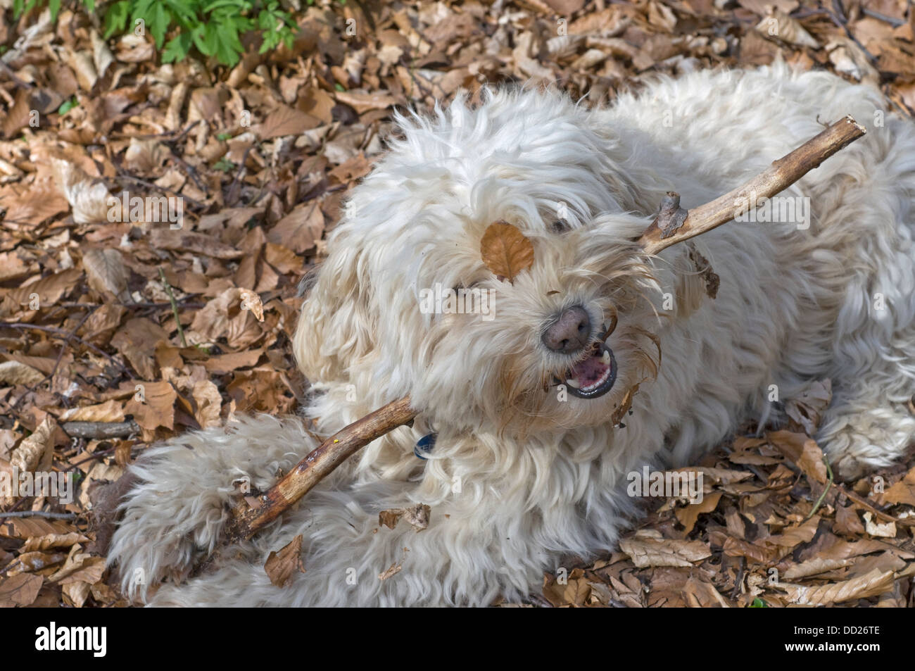 Cute dog with leaf on face chewing a stick. Stock Photo