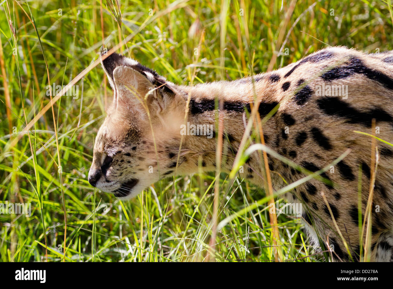 Detail of serval cat hunting in long grass, with side view of head and