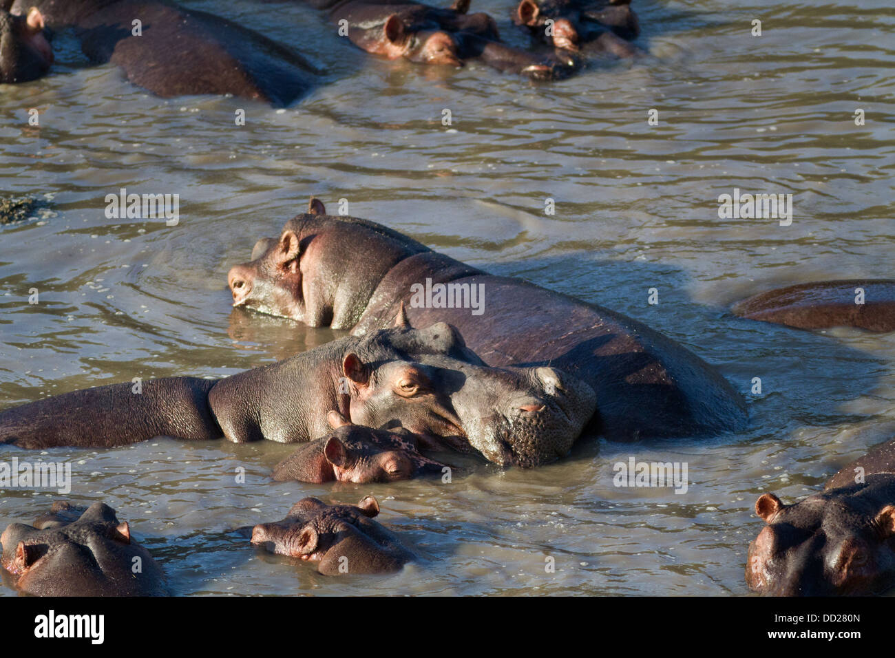 Group of hippos swimming in river in early morning light , close up, seen from above,  Masai Mara, Kenya, East Africa Stock Photo