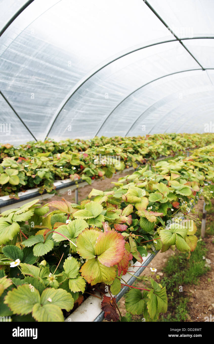 Strawberry plants growing in a polythene tunnel greenhouse (polytunnel) Stock Photo