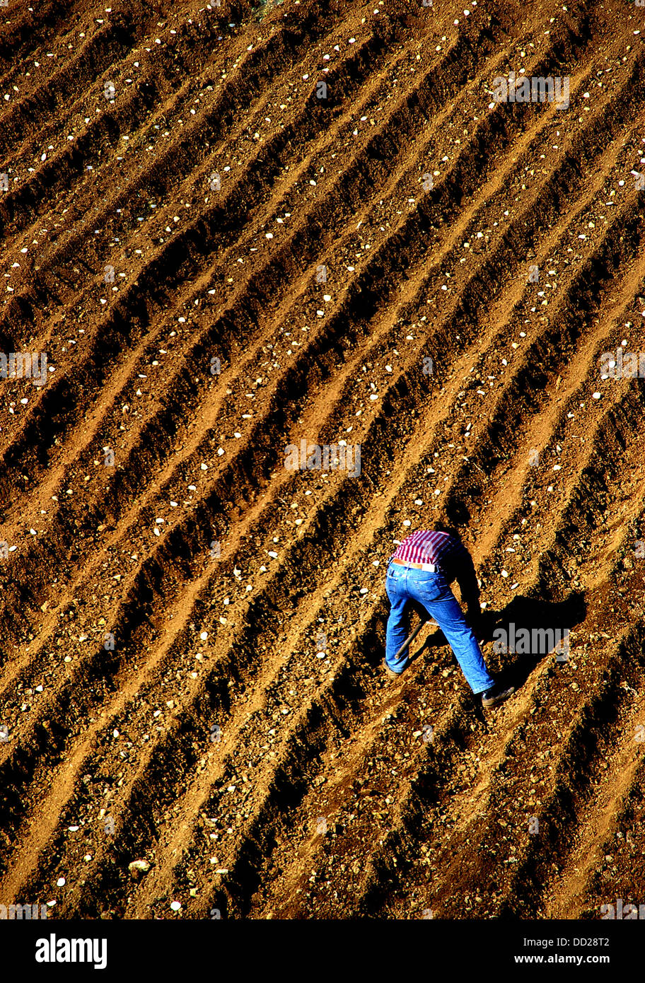 Agricultural worker planting potatoes in a field Stock Photo
