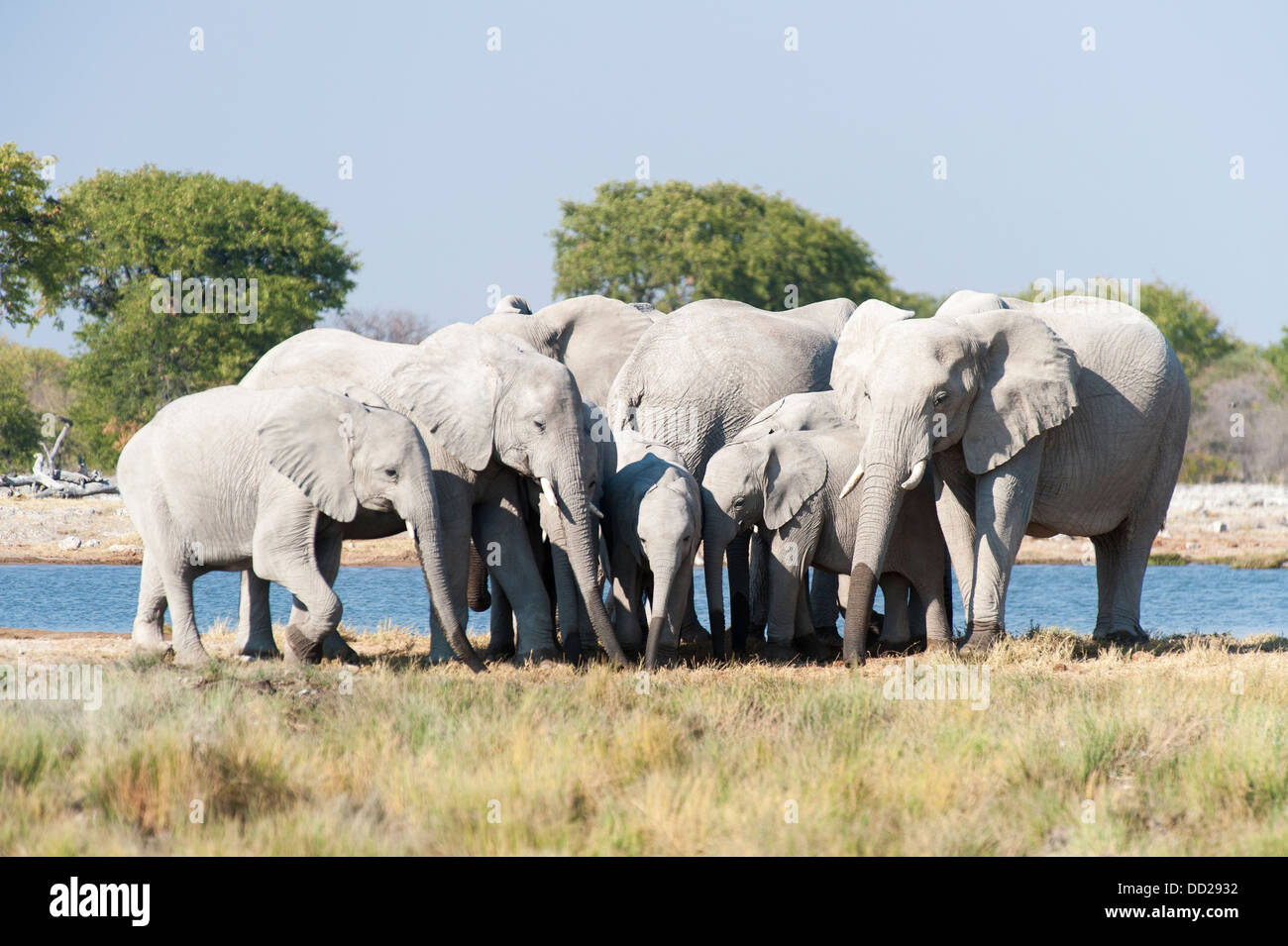 Elephant herd (Loxodonta africana) drinking at a waterhole, Etosha Nationalpark, Namibia Stock Photo