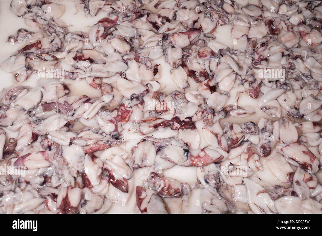 Calamares are a squid or octopus type of fish. They are very popular in Malaga Stock Photo