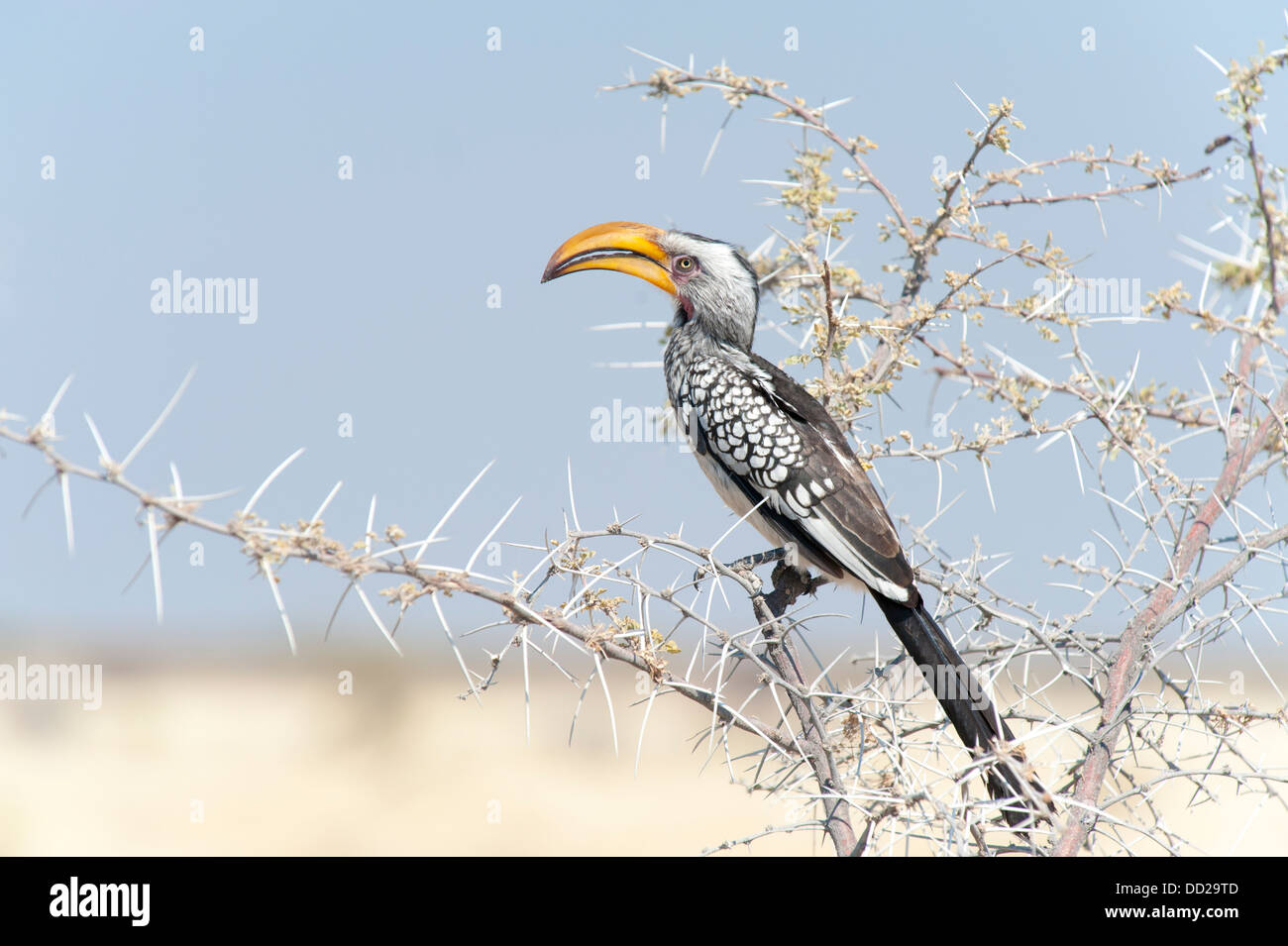 Eastern yellow-billed hornbill (Tockus flavirostris) eating fruits from a lush bush, Kunene Region, Namibia Stock Photo
