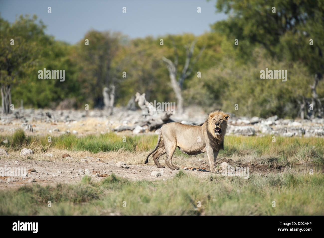 Male lion (Panthera leo) approaching a waterhole, Etosha Nationalpark, Namibia Stock Photo