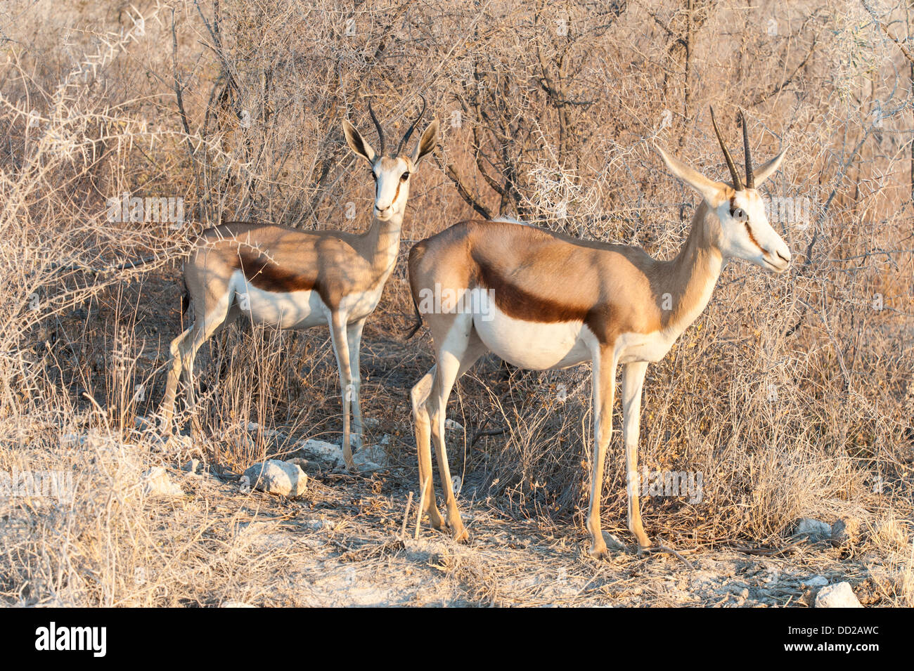 Springbok (Antidorcas marsupialis) two females standing in front of a thorny thicket, Etosha Nationalpark, Namibia Stock Photo