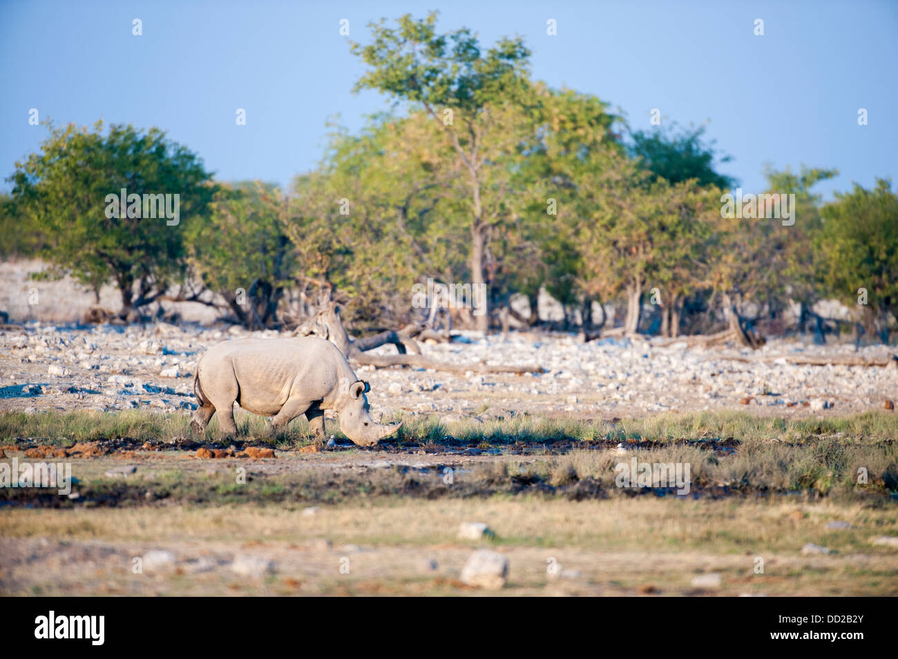 Black rhino (Diceros bicornis) drinking Rietfontein waterhole in Etosha Nationalpark, Namibia Stock Photo