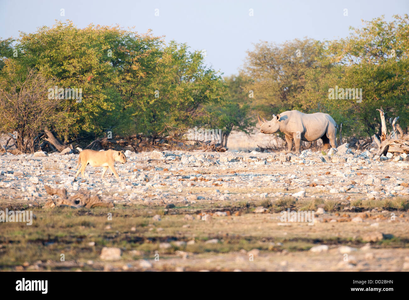 Black rhino (Diceros bicornis) watching a lioness  (Panthera leo) passing by, Etosha Nationalpark, Namibia Stock Photo