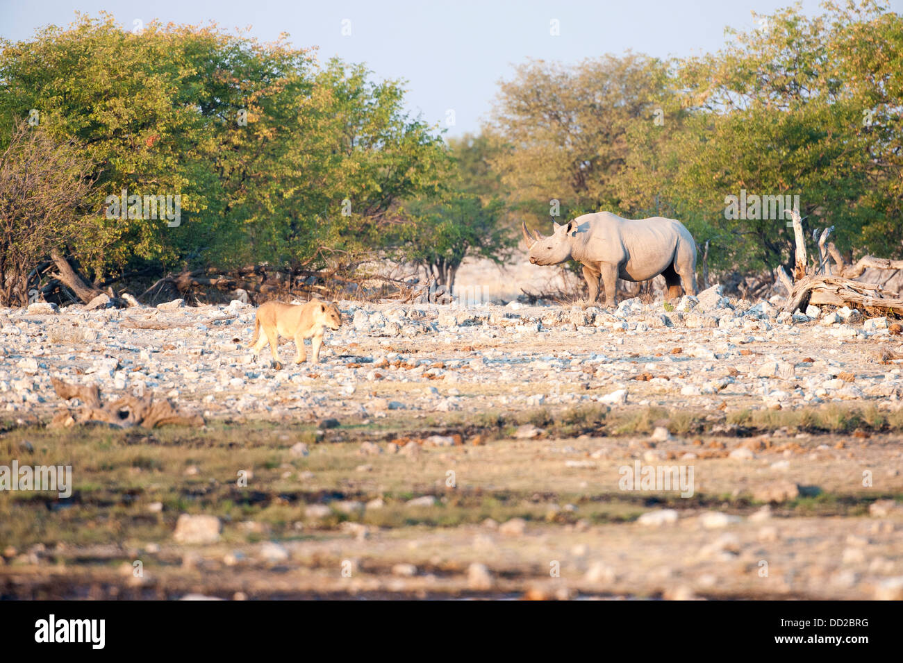 Black rhino (Diceros bicornis) watching a lioness  (Panthera leo) passing by, Etosha Nationalpark, Namibia Stock Photo
