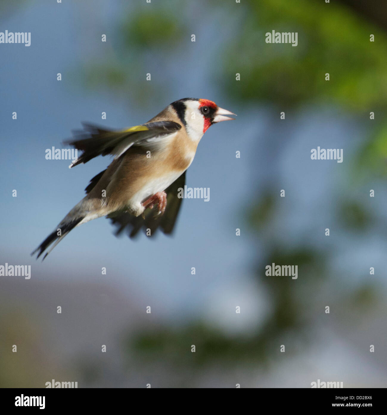 Welsh Garden Birds Flying Goldfinch Stock Photo Alamy Welsh Garden Birds Flying Goldfinch Stock Photo Alamy