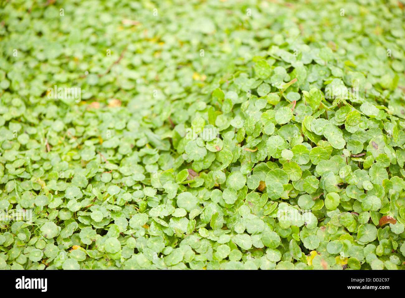 Marsh Pennywort, Hydrocotyle vulgaris Stock Photo