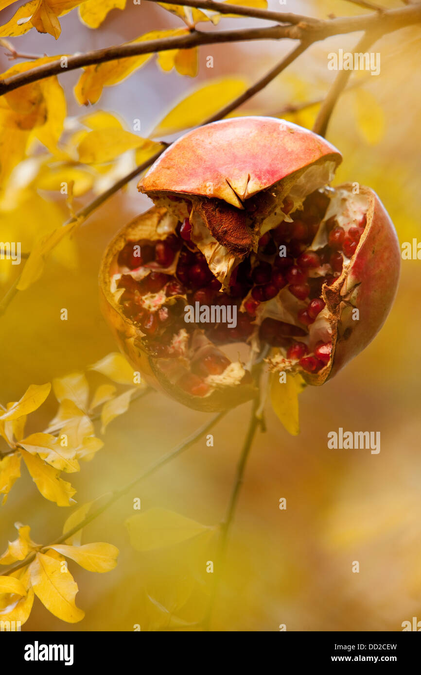 Closeup Of Pomegranate On Tree Splitting To Show Red Seeds Inside Leaves Yellow In Autumn Framing Single Fruit Italy Stock Photo Alamy