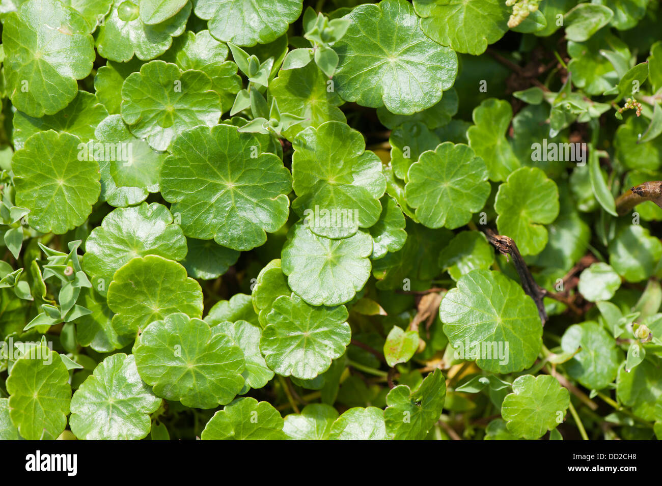 Marsh Pennywort, Hydrocotyle vulgaris Stock Photo