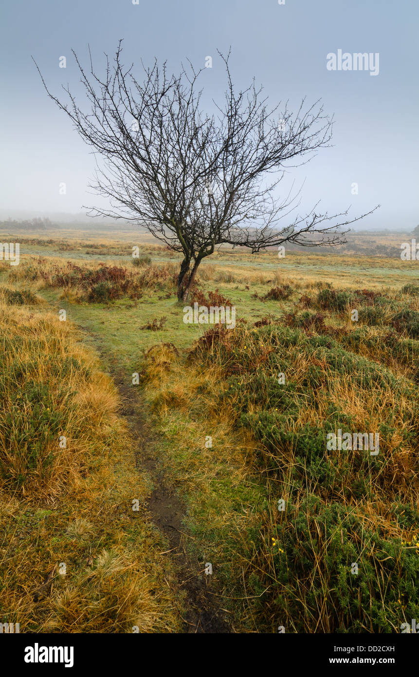 Landscape of a footpath and winter tree on a misty morning near Nutley, Ashdown Forest, Sussex, England Stock Photo