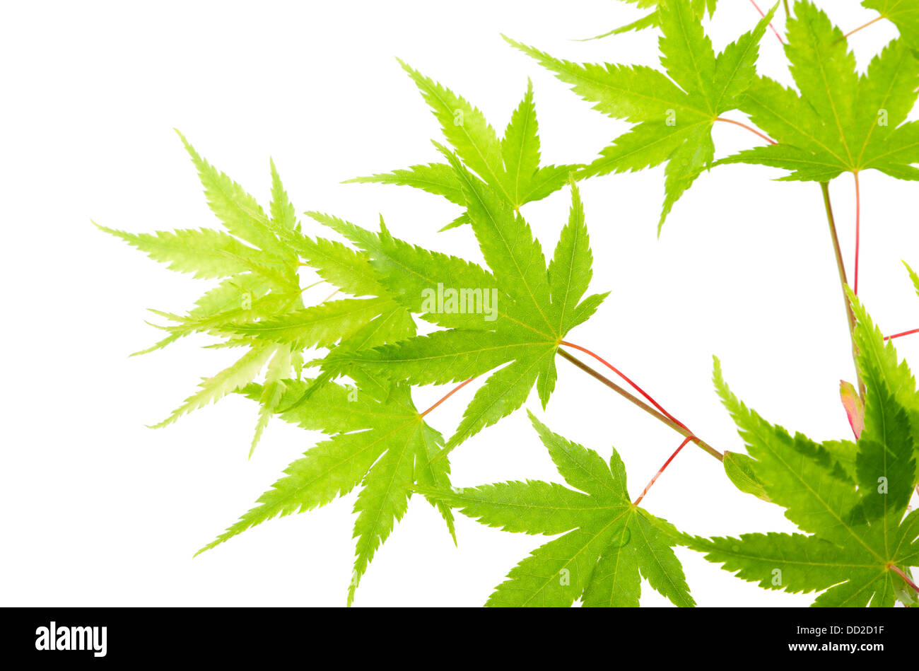 Maple branch new green hi-res stock photography and images - Alamy