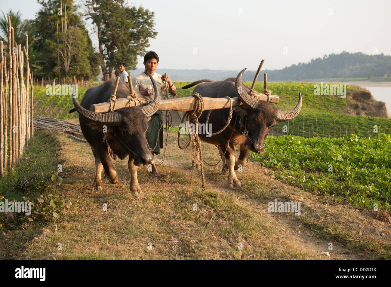farmer and oxen in countryside of Burma Myanmar Stock Photo