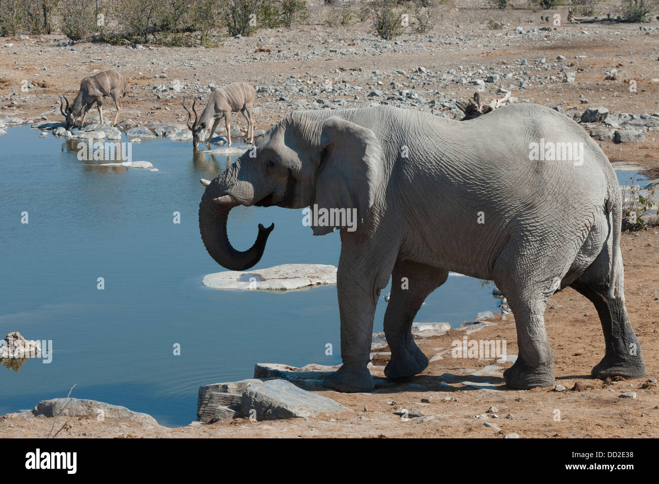 Elephant bull (Loxodonta africana), four Greater Kudu Kudu (Tragelaphus strepsiceros) drinking, Halali waterhole, Etosha Namibia Stock Photo