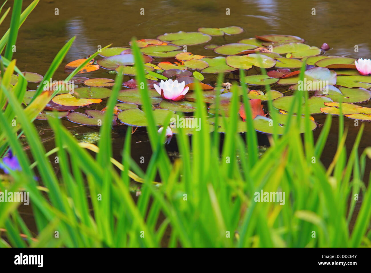 Lily Pond At Shore Acres State Park In Coos Bay; Oregon, United States of America Stock Photo
