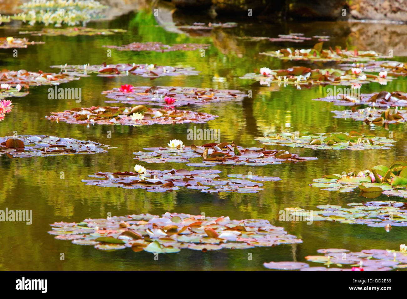 Lily Pond At Shore Acres State Park; Coos Bay, Oregon, United States of America Stock Photo