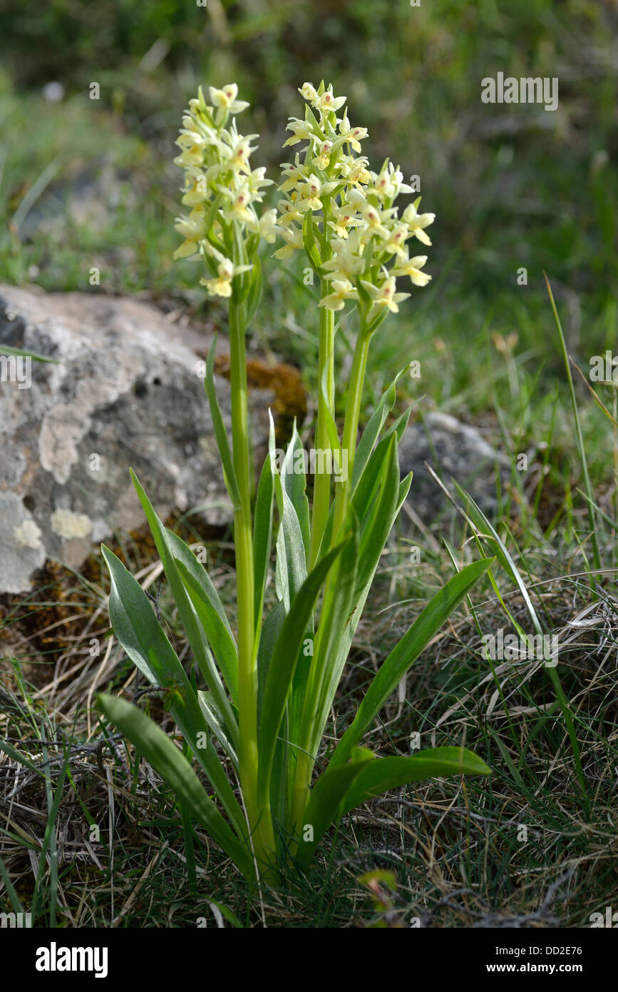 Barton's orchids, Niolo Valley, Central Massif, Corsica, France Stock Photo