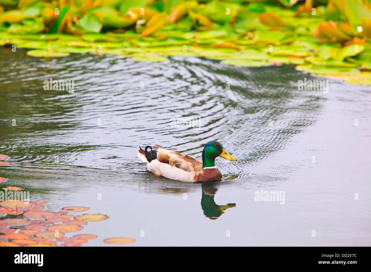 A Duck In The Pond At Mingus Park; Coos Bay, Oregon, United States of America Stock Photo