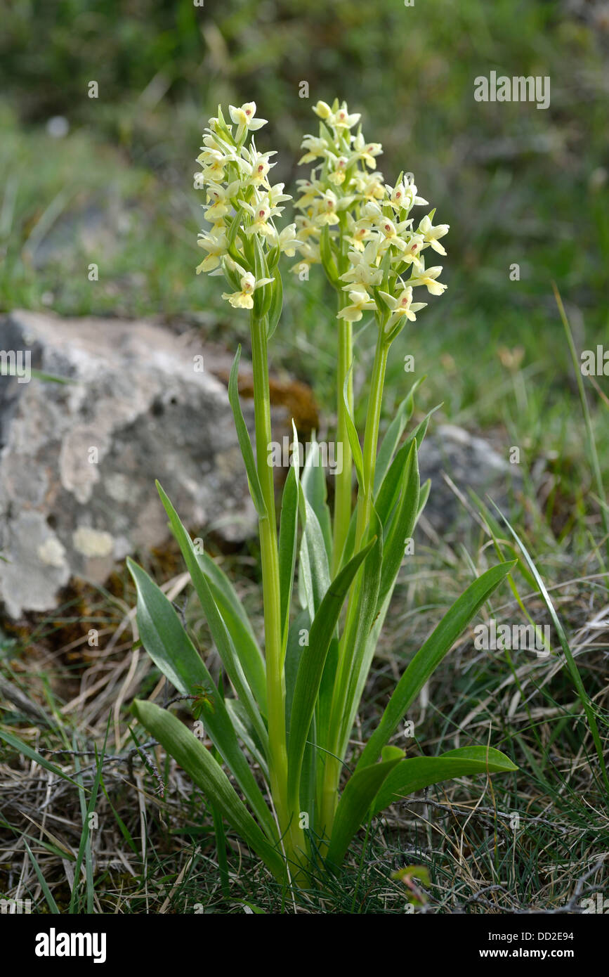 Barton's orchids, Niolo Valley, Central Massif, Corsica, France Stock Photo