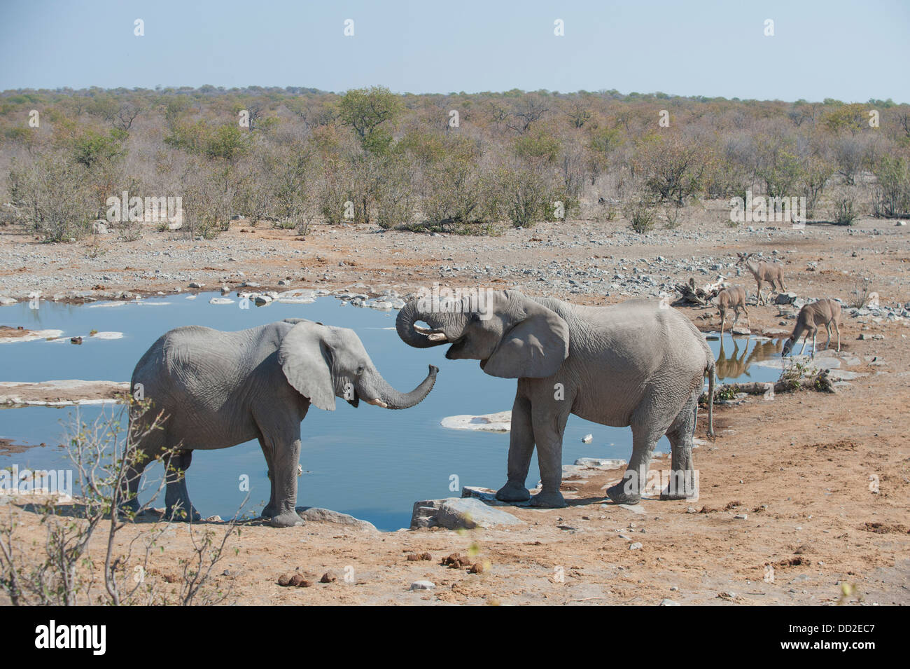 Two elephants (Loxodonta africana) and three Greater Kudu (Tragelaphus strepsiceros) drinking, Halali waterhole, Etosha Namibia Stock Photo
