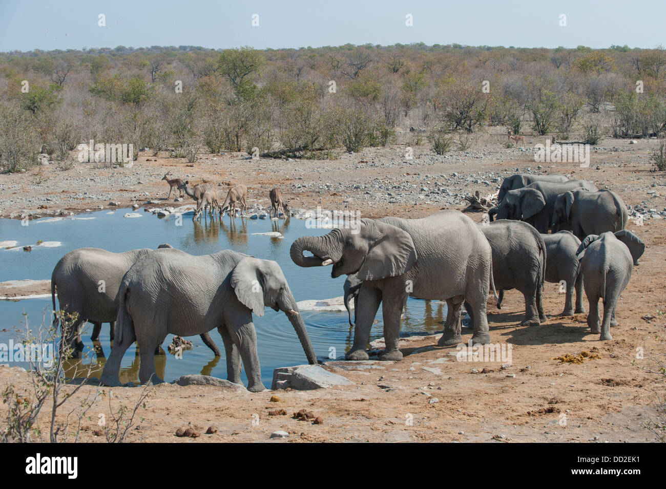 Elephant group (Loxodonta africana) and five Greater Kudu (Tragelaphus strepsiceros) drinking, Halali waterhole, Etosha Namibia Stock Photo
