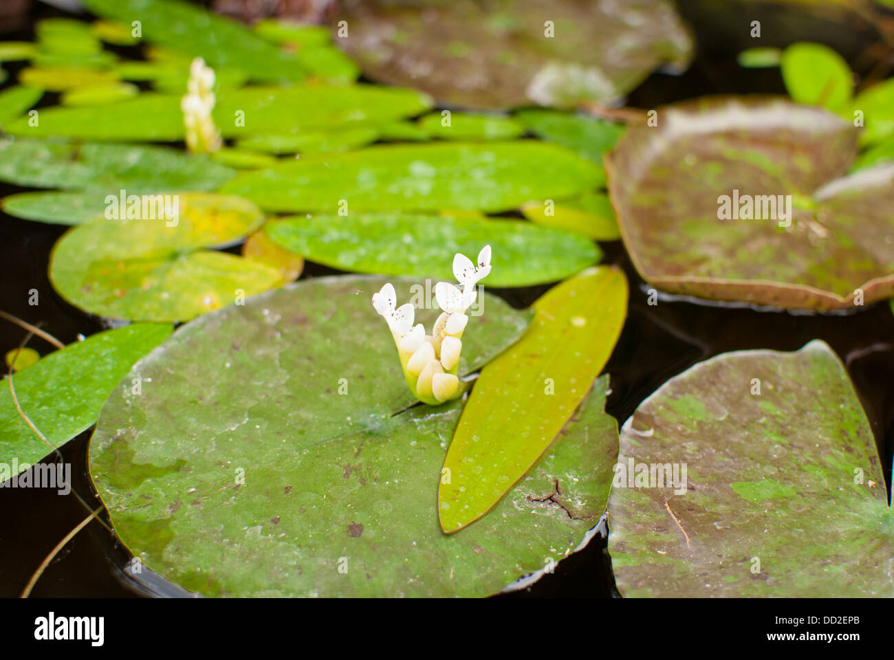 Lily Pads Afloat On The Pond At Koi Gardens Spokane Washington Stock Photo Alamy Lily Pads Afloat On The Pond At Koi Gardens Spokane Washington Stock Photo Alamy