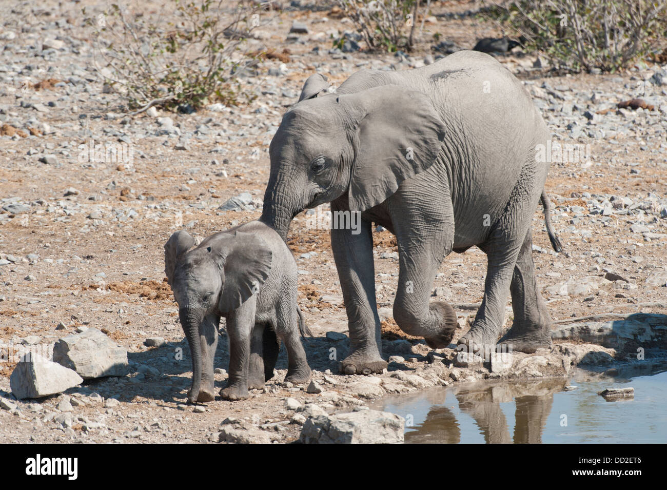 Subadult elephant (Loxodonta africana) follows baby elephant calf at Halali waterhole, Etosha Nationalpark, Namibia Stock Photo