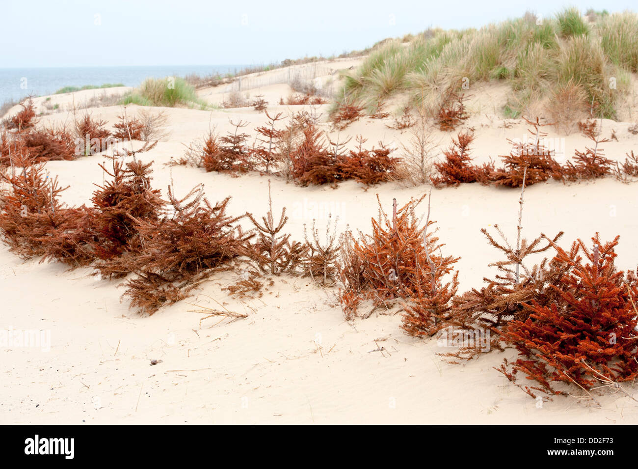 recycled christmas trees at formby beach to prevent erosion of sand dunes Stock Photo