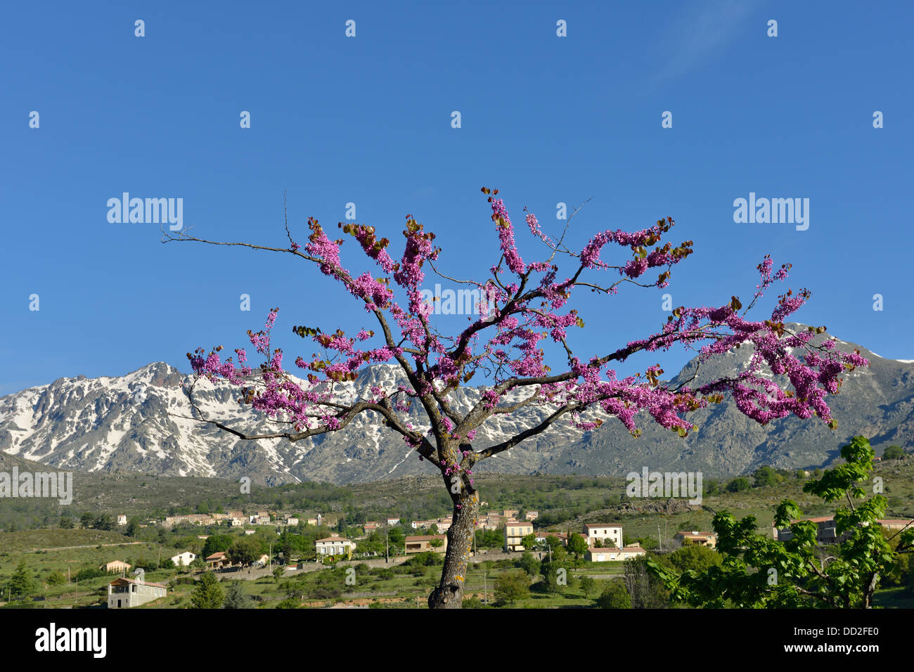 Tree in bloom with the Central Massif mountains in the background, Calacuccia, Niolo Valley, Corsica, France Stock Photo