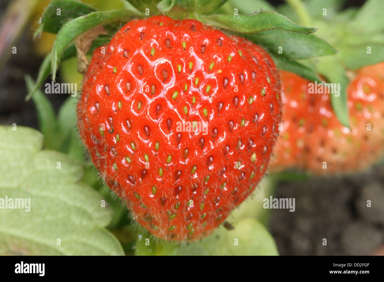 A ripened strawberry is ready for picking off the plant Stock Photo - Alamy