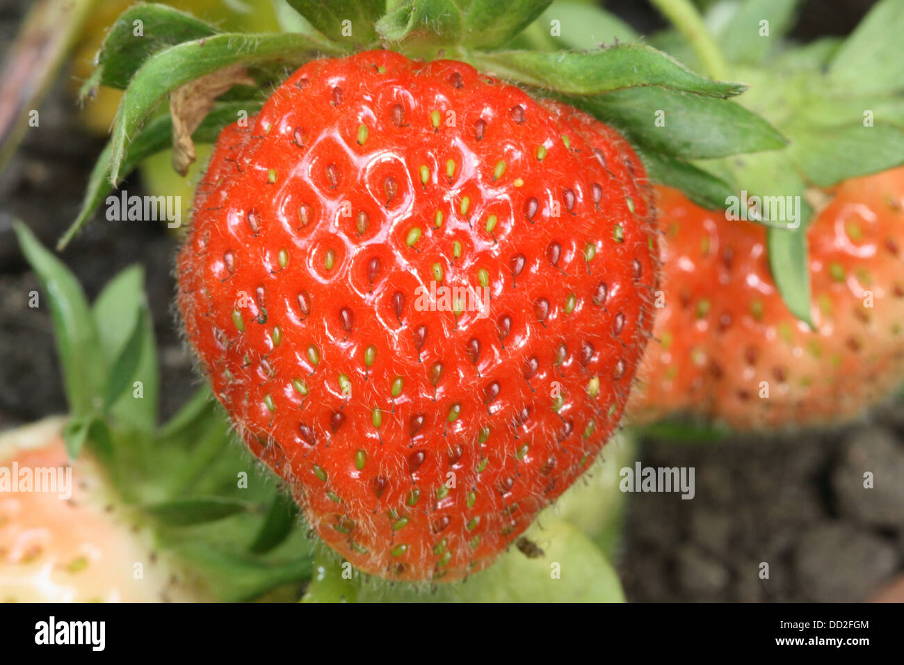 A ripened strawberry is ready for picking off the plant Stock Photo - Alamy