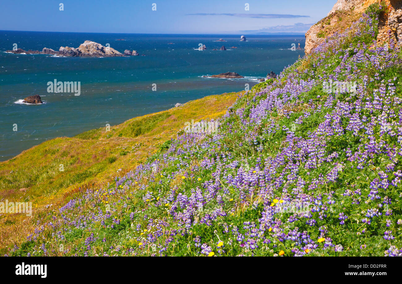Lupine Wildflowers And Rock Formations At Cape Blanco; Oregon, United States of America Stock Photo