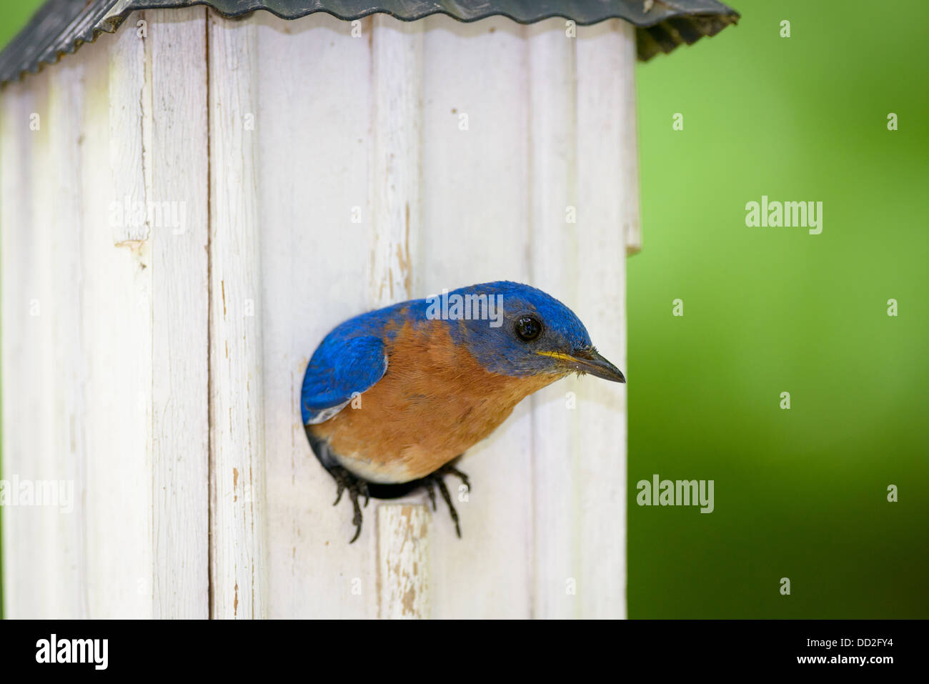 A male Eastern Bluebird (Sialia sialis) pokes out of his nesting site