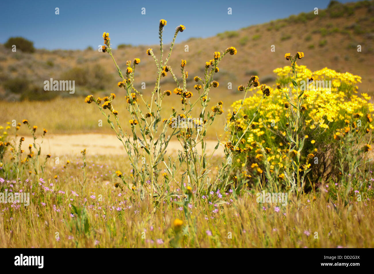 Wildflowers On The Side Of A Trail; California, United States of America Stock Photo Alamy