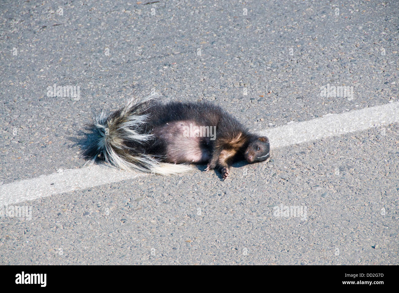 Skunk dead middle of road Stock Photo Alamy