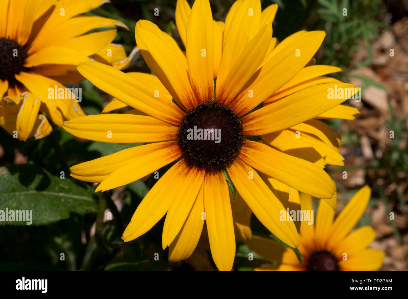 Sunflower Stock Photo