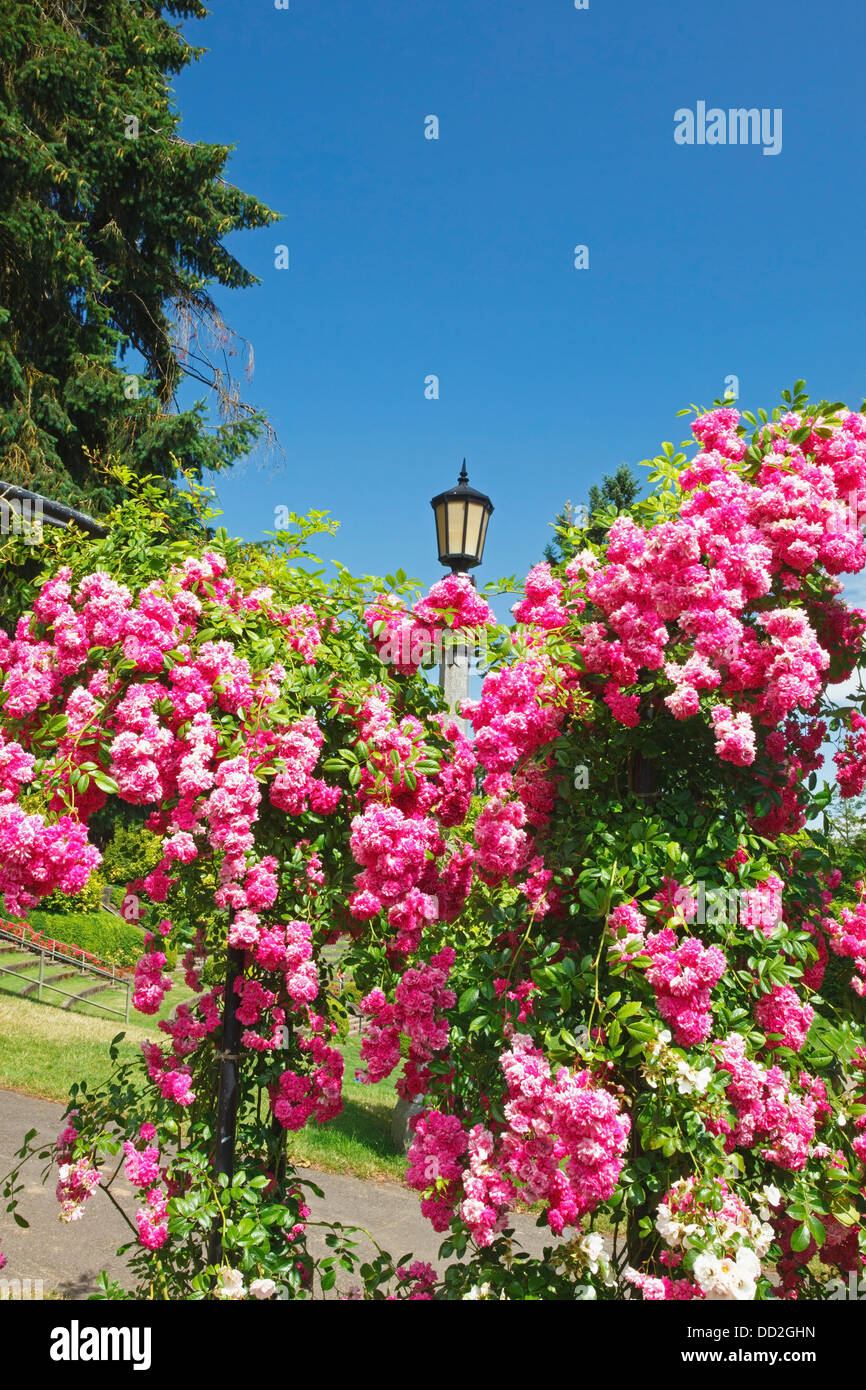 Pink Rose Bushes In The International Rose Test Garden In Washington