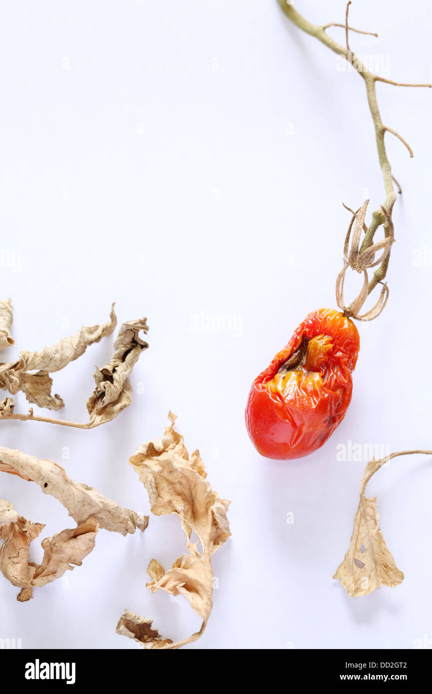 dried cherry tomato on a white background Stock Photo